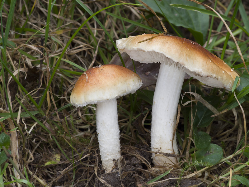 Pholiota lubrica